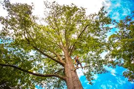 Best Stump Grinding and Removal  in Fort Myers Shores, FL